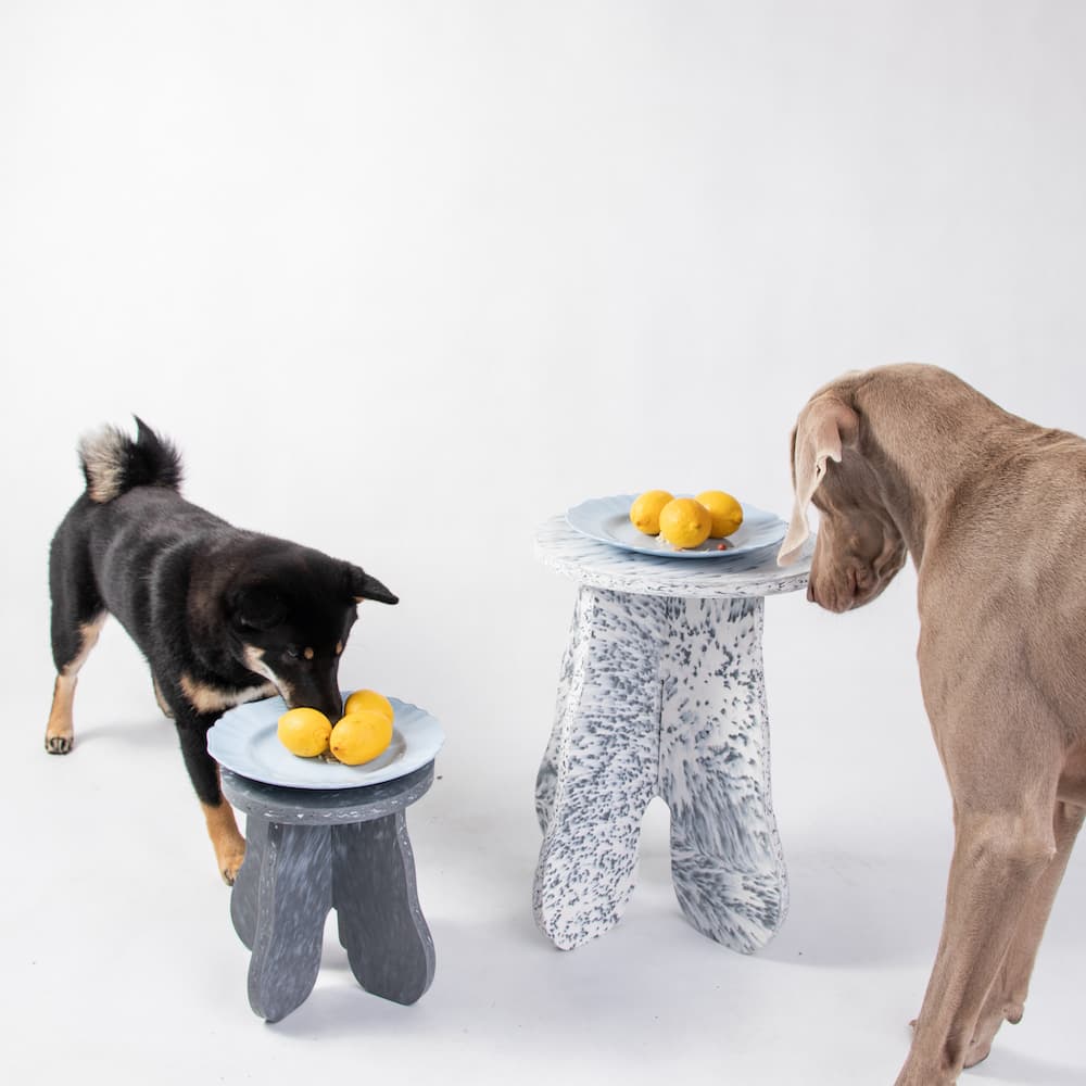picture of furniture with dogs on the beach